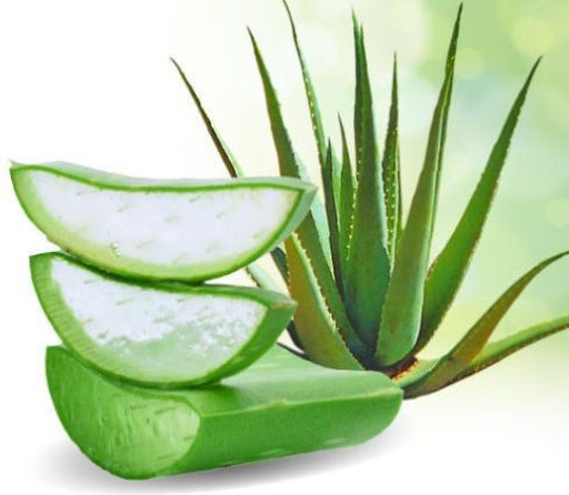 NHA ĐAM - THẦN DƯỢC DIỆU KÌ CHO SỨC KHỎE